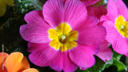 Blumen, Pflanze, Blumenstrauß