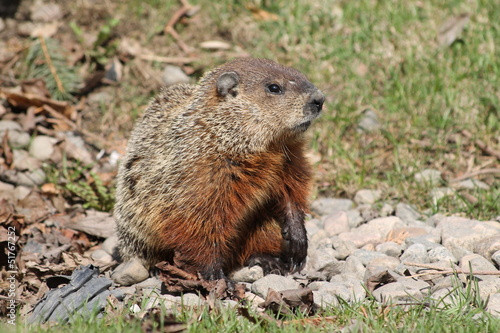 Marmotte du Québec