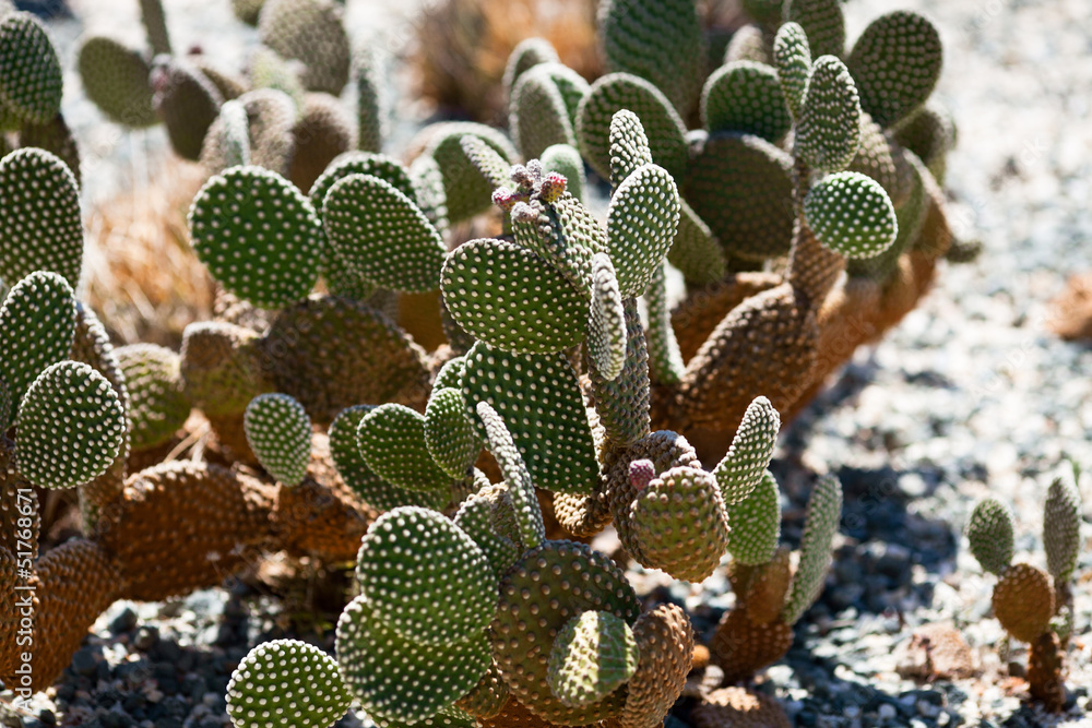 Cactus at botanical garden Cactus at botanical garden
