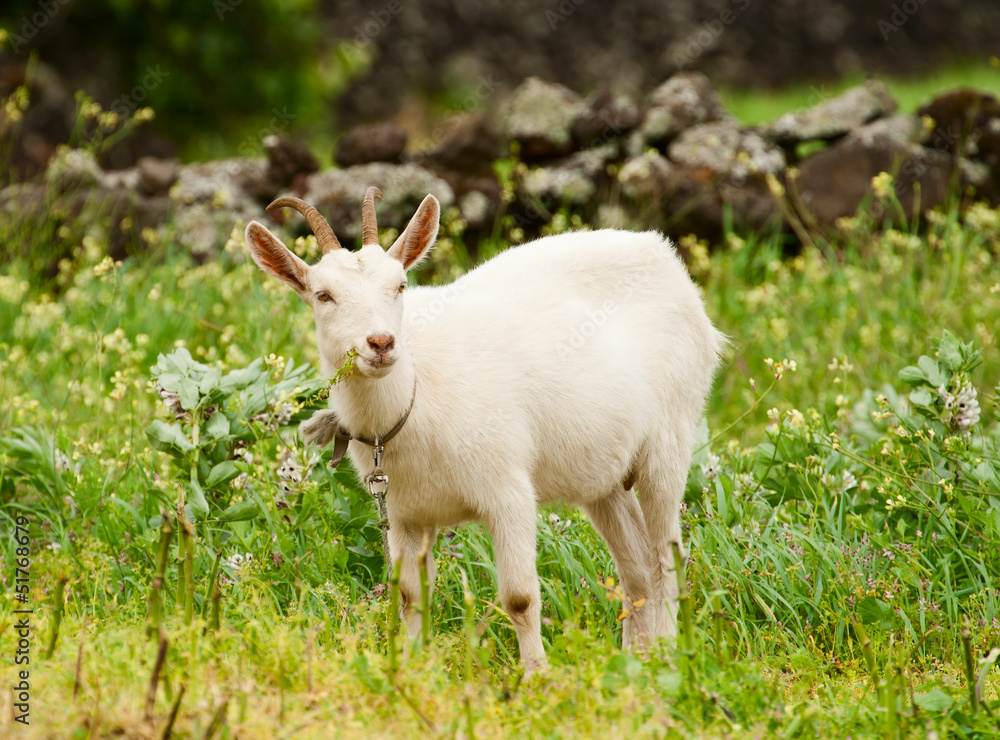 White goat on a meadow