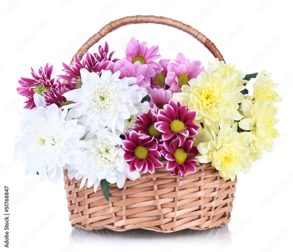 Bouquet of beautiful chrysanthemums in wicker basket isolated