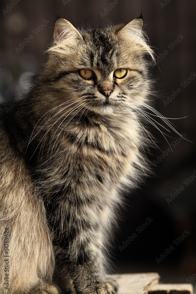 Naklejka premium Cat