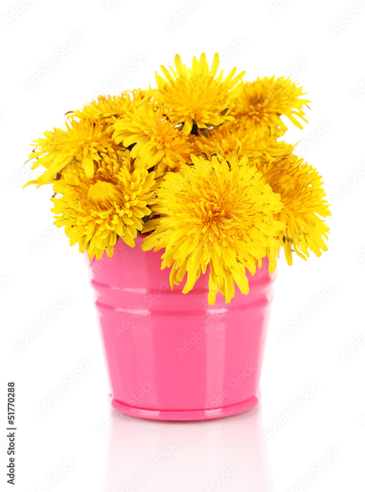 Dandelion flowers in bucket isolated on white