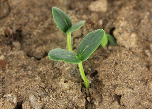 Green seedling growing from soil close-up.