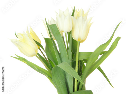 Beautiful white tulips isolated on white