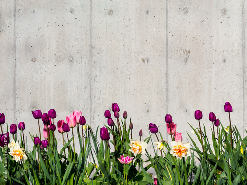 Fototapeta Naklejka Na Ścianę i Meble -  Tulip  background