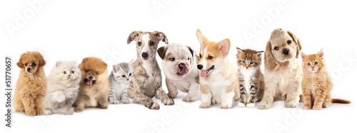 Group of Puppies фтв kitten of different breeds, cat and dog © liliya kulianionak