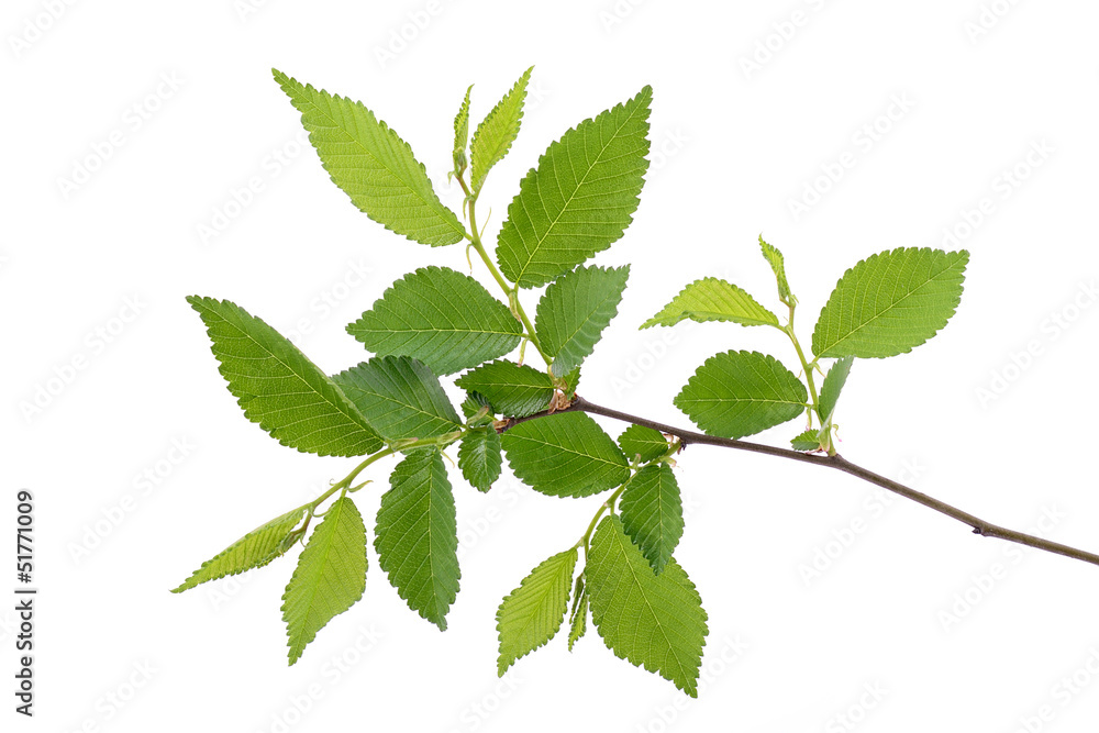 Young spring leaves on the branch, isolated on white Young spring leaves on the branch, isolated on white