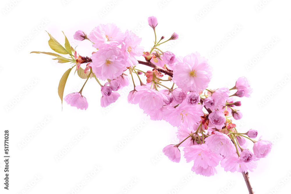Cherry tree blooming, isolated on a white background Cherry tree blooming, isolated on a white background