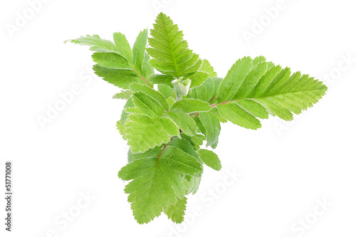 Young spring leaves on the branch , isolated on white
