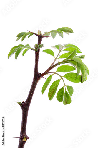 Young acacia leaves, isolated on a white background © SasaStock