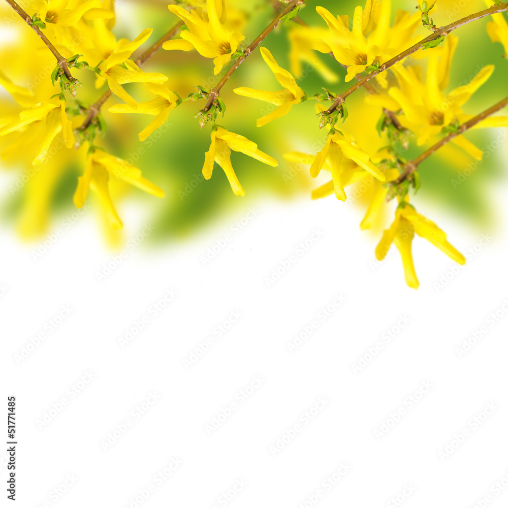 Fresh spring flowers of forsythia on garden background Fresh spring flowers of forsythia on garden background