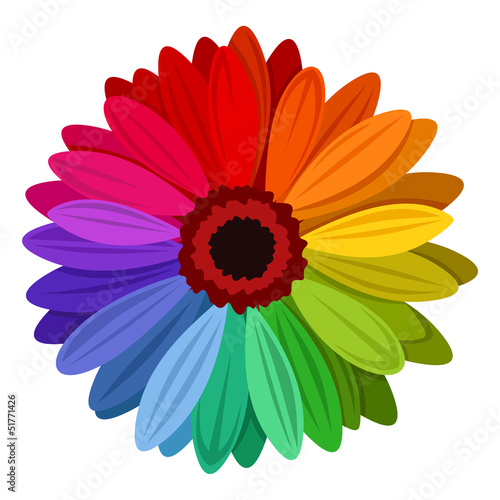Gerbera flowers with multicolored petals. Vector illustration.