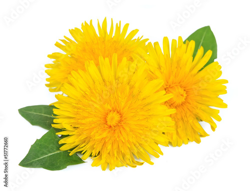 Dandelion flowers