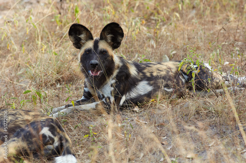 African Wild Dogs