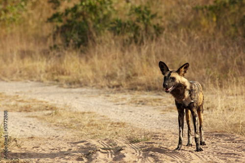 African Wild Dogs © Sean Nel