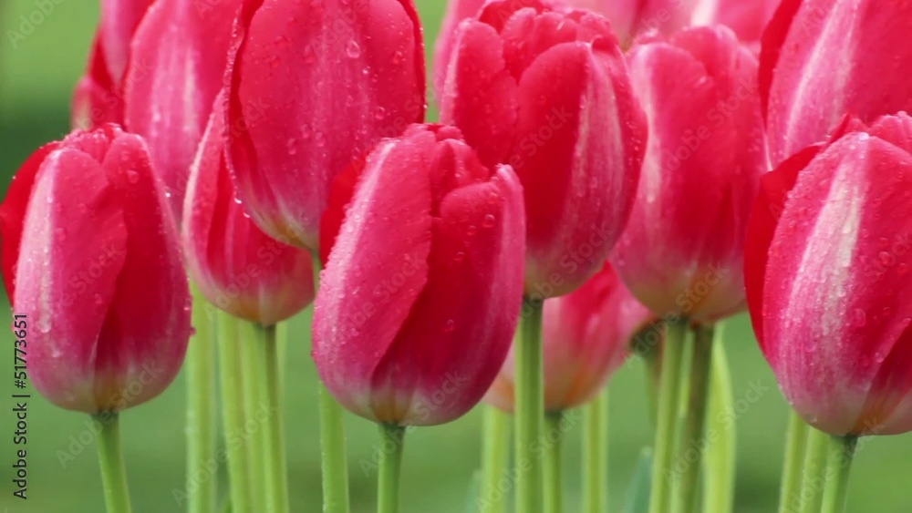 Deep pink tulips with raindrops close up Deep pink tulips with raindrops close up