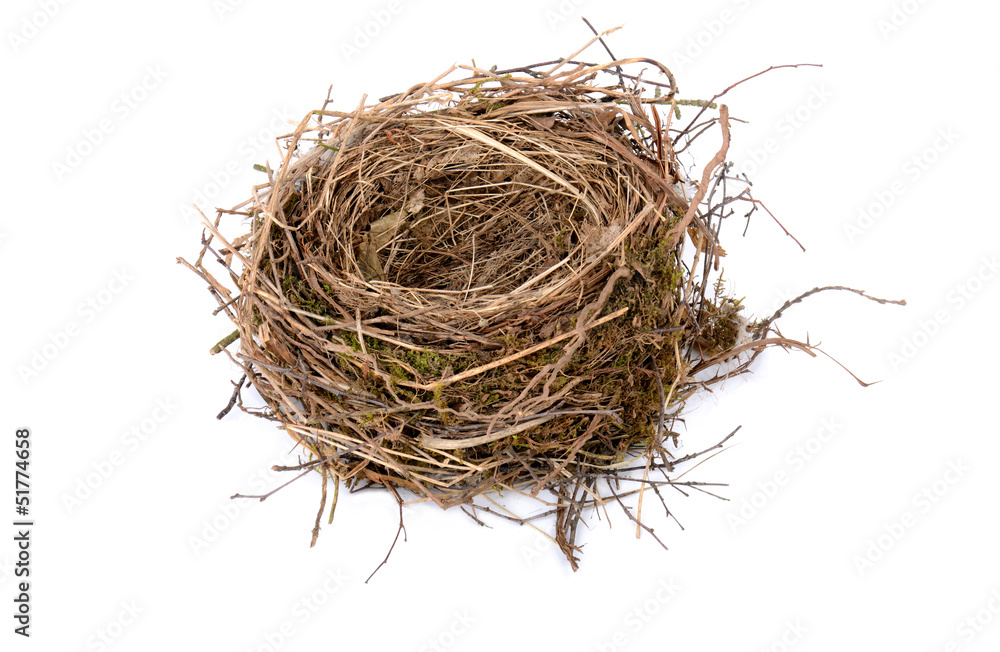 empty birds nest empty birds nest
