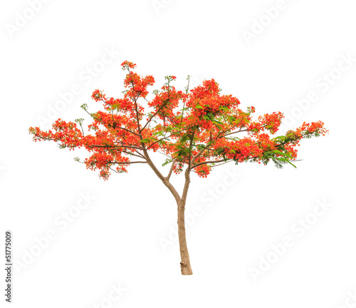 Royal Poinciana or Flamboyant tree (Delonix regia)