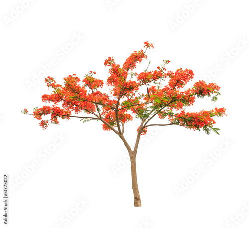 Royal Poinciana or Flamboyant tree (Delonix regia)