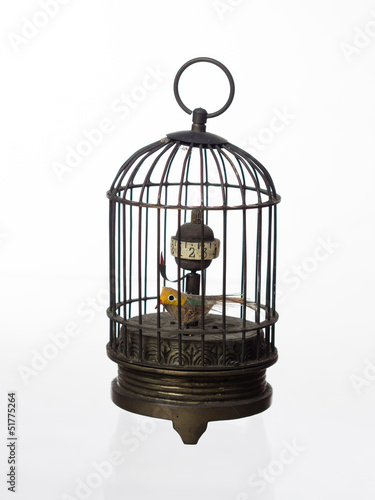 bird in cage