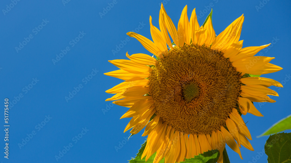 a sunflower head against a blue sky. simple a sunflower head against a blue sky. simple