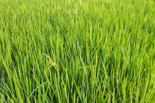 Green fresh rice fields