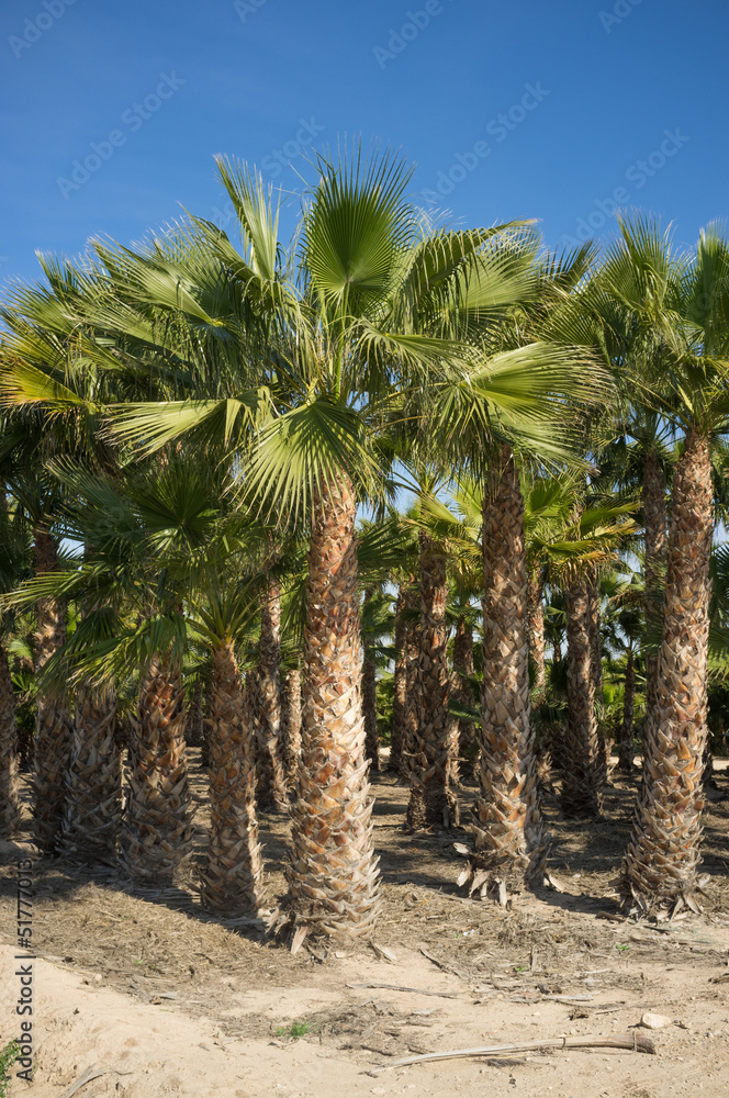 Fototapeta premium Palm tree farm