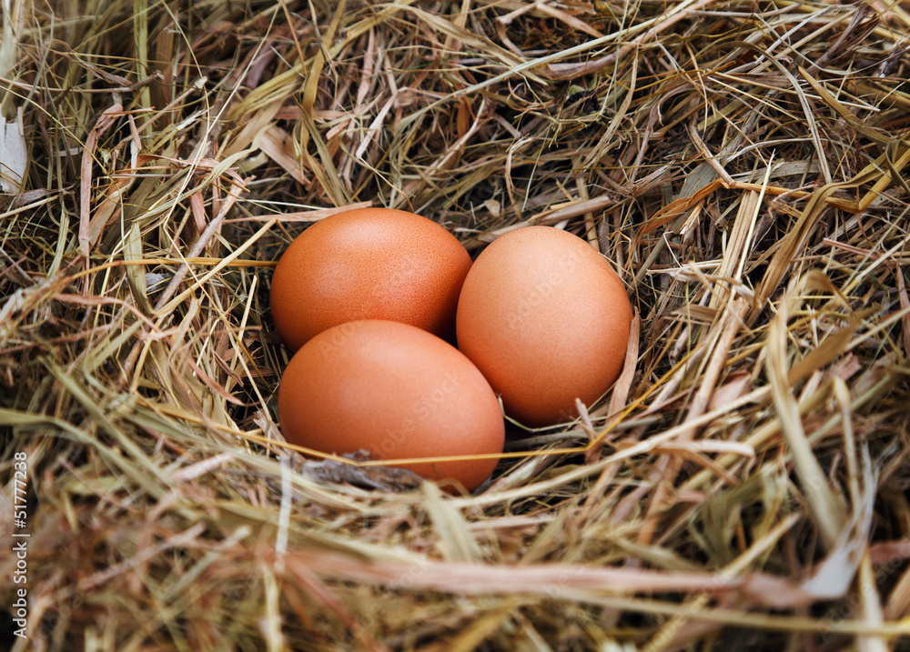 egg in a nest egg in a nest