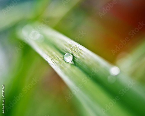 dew drops on the grass