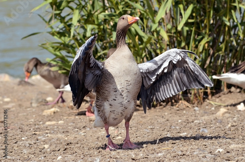 Greylag goose (Anser anser domesticus) wings opened