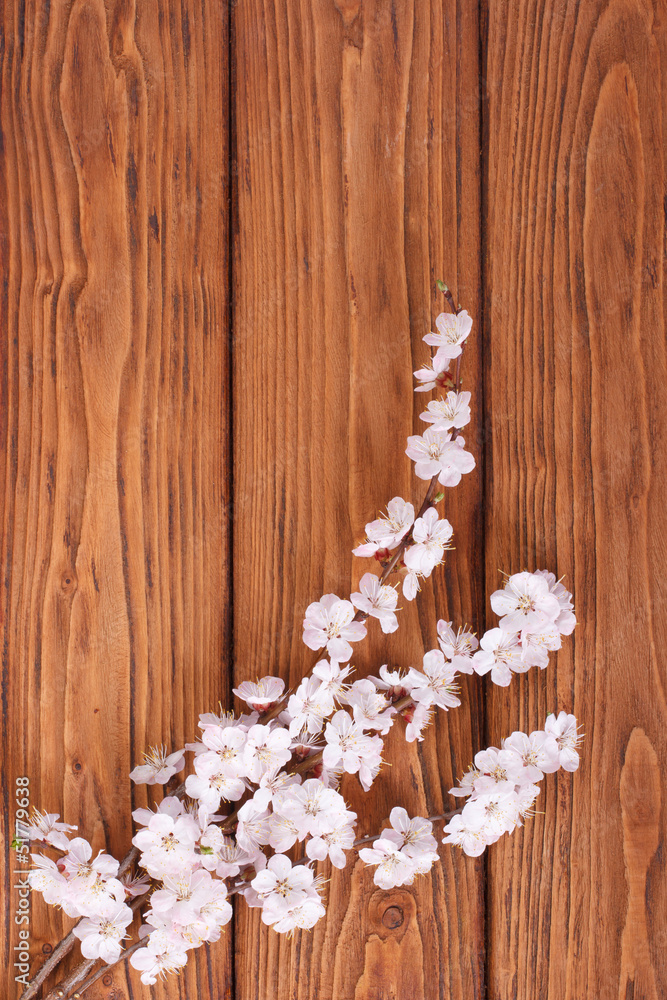 Fototapeta premium Flowering branch of apricot on background of wooden boards
