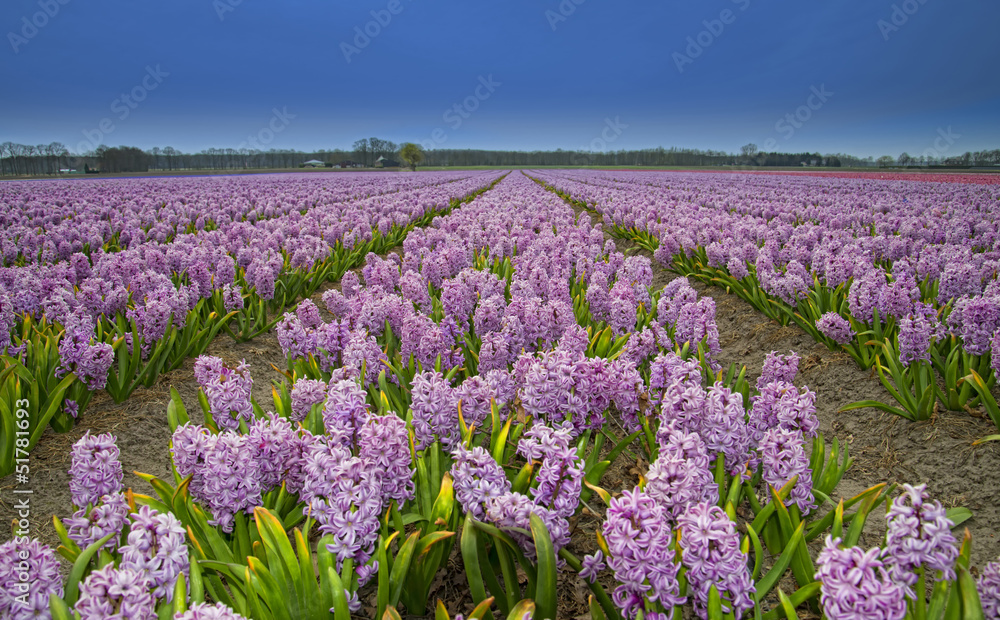 Fototapeta premium flower field