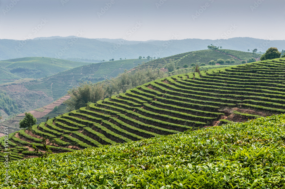 Tea plantations Dadugangxiang