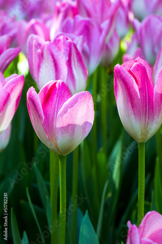 Fototapeta Naklejka Na Ścianę i Meble -  tulipani rosa