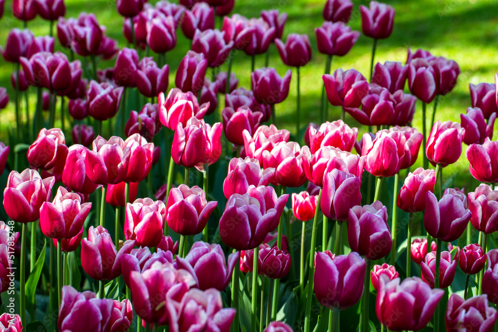 Fototapeta premium aiuola con tulipani bicolor