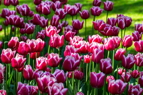 Fototapeta Naklejka Na Ścianę i Meble -  aiuola con tulipani bicolor