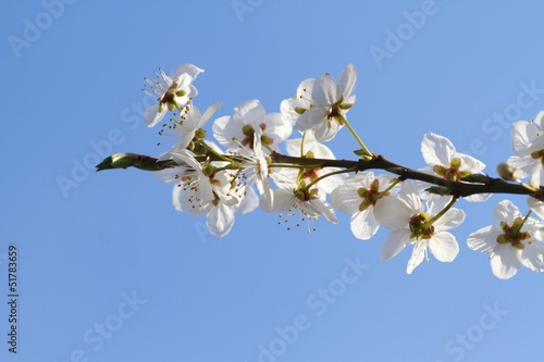 fiori bianchi di ciliegio photo
