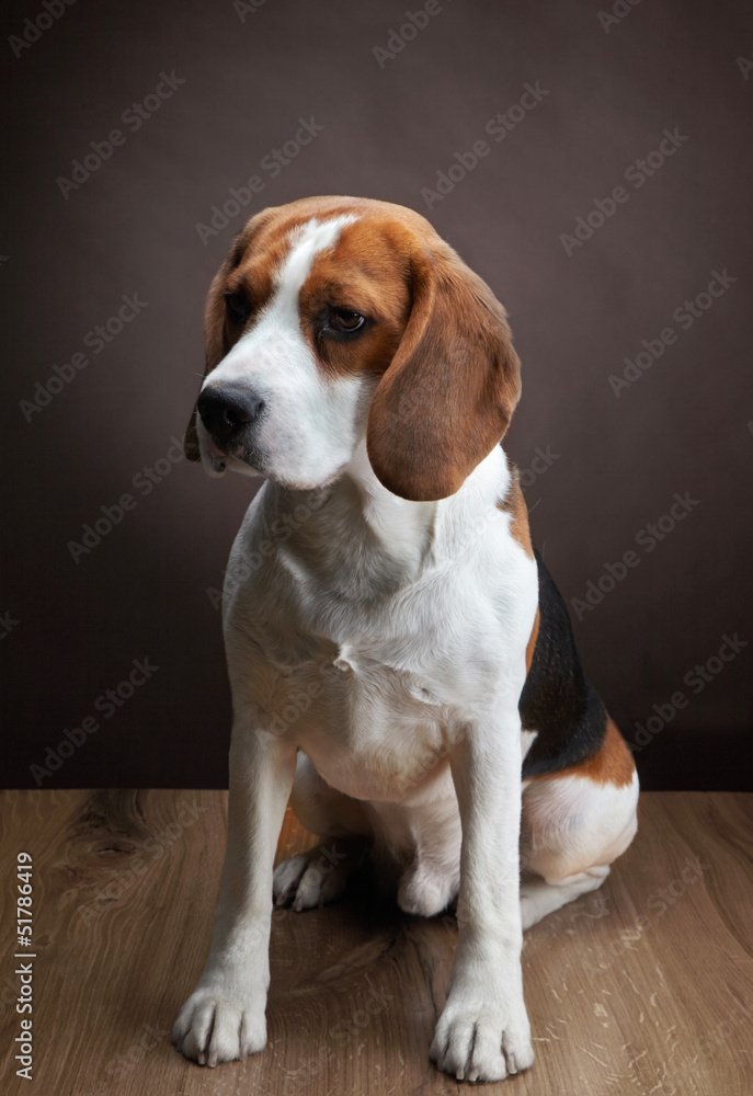 Portrait of young beagle dog