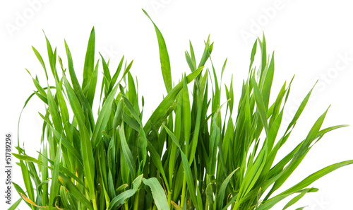 Fresh green wheat grass isolated