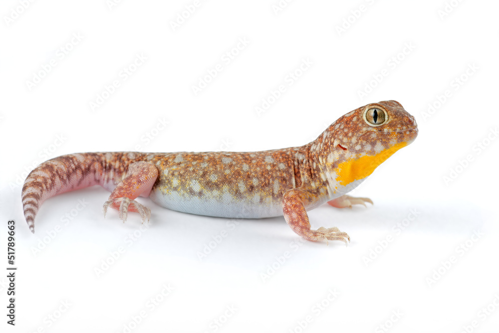 African barking gecko on white African barking gecko on white