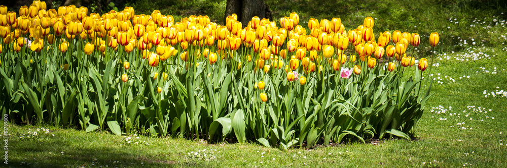 Obraz premium giardino
