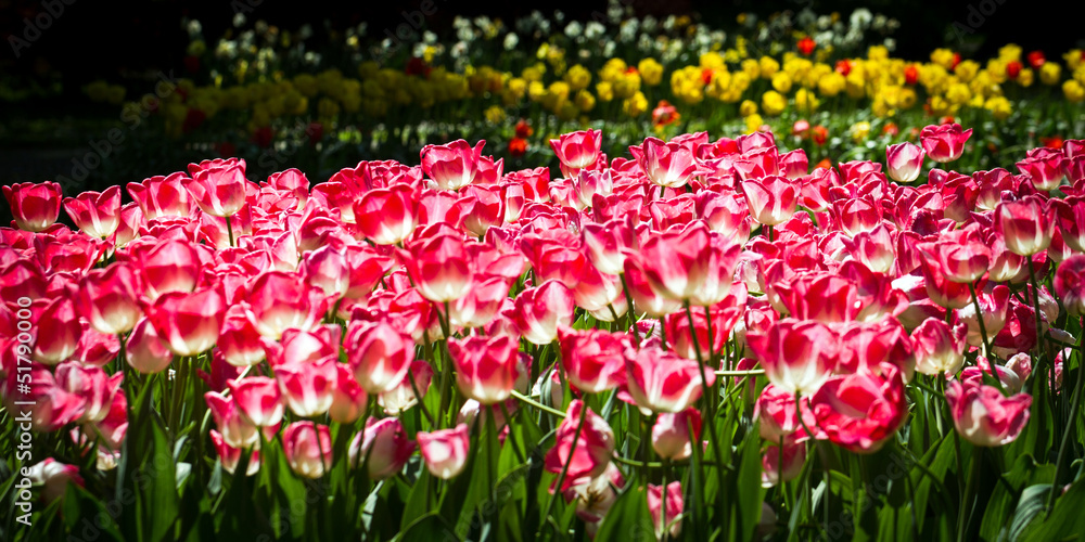 tulip tulip