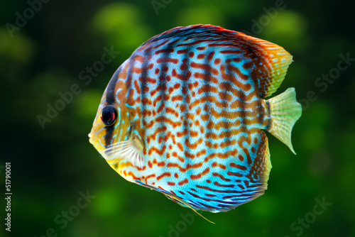 Discus, tropical decorative fish