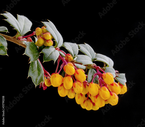 Orange flowers of berberis 'Berberis darwinii'