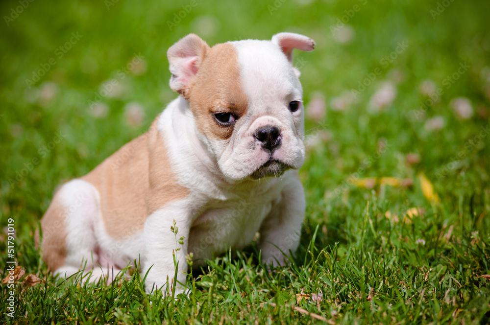 Fototapeta premium english bulldog puppy portrait outdoors