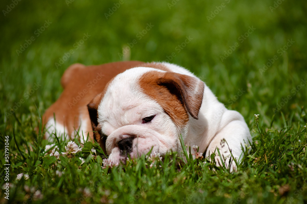 adorable bulldog puppy resting on the grass
