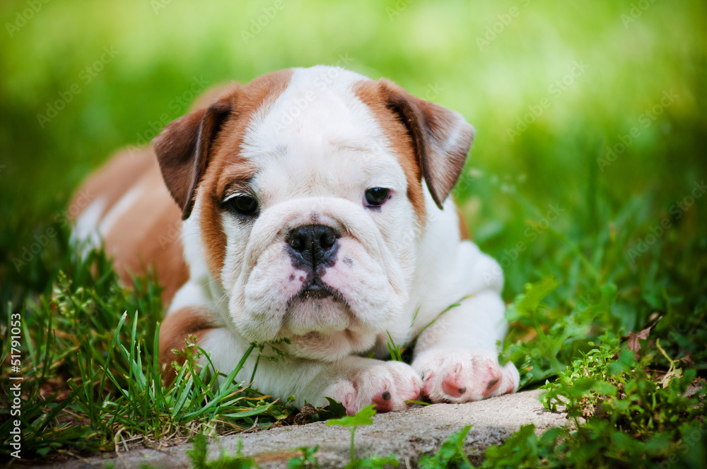 adorable bulldog puppy outdoors