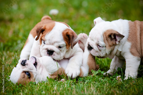 Photo english bulldog puppies playing together