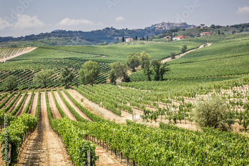 Vineyard in the area of ​​production of Vino Nobile
